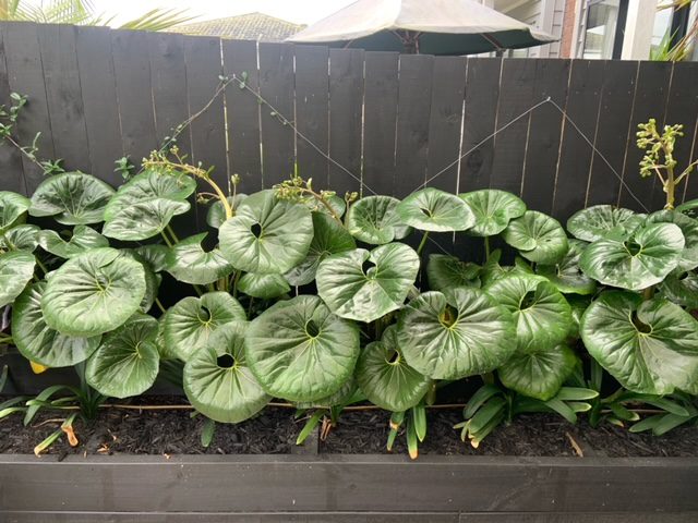 image0 (4)